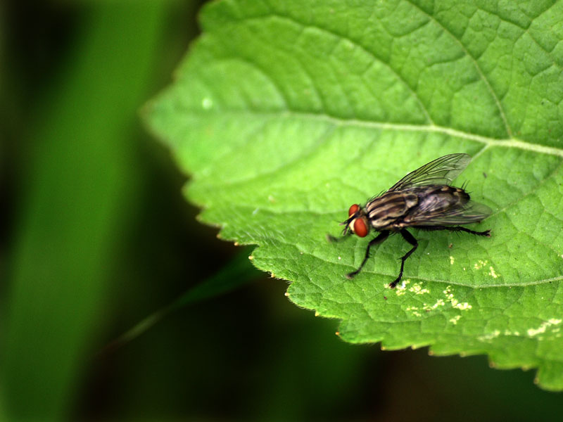 g0003.JPG - OLYMPUS DIGITAL CAMERA