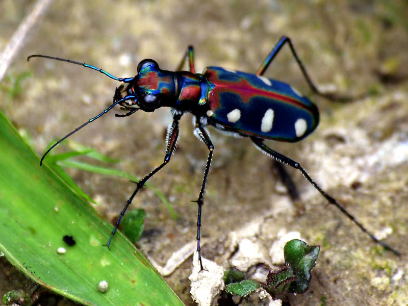 g0005.JPG - OLYMPUS DIGITAL CAMERA