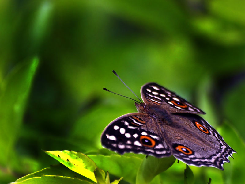 g0006.JPG - OLYMPUS DIGITAL CAMERA